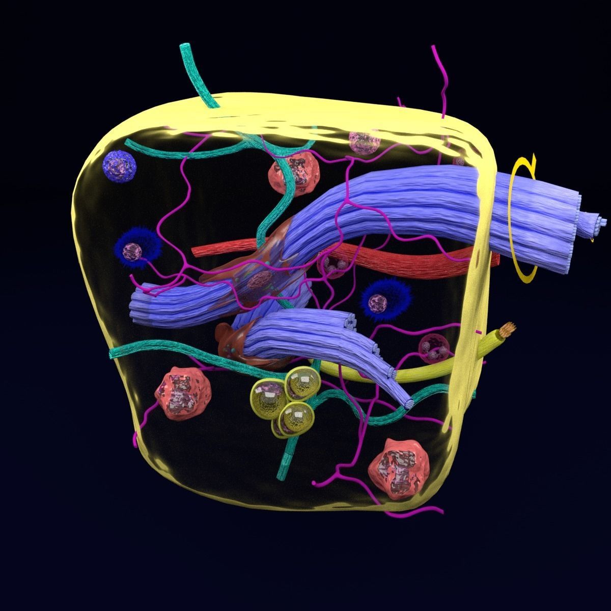 connective tissue elements labelled 3D model_74
