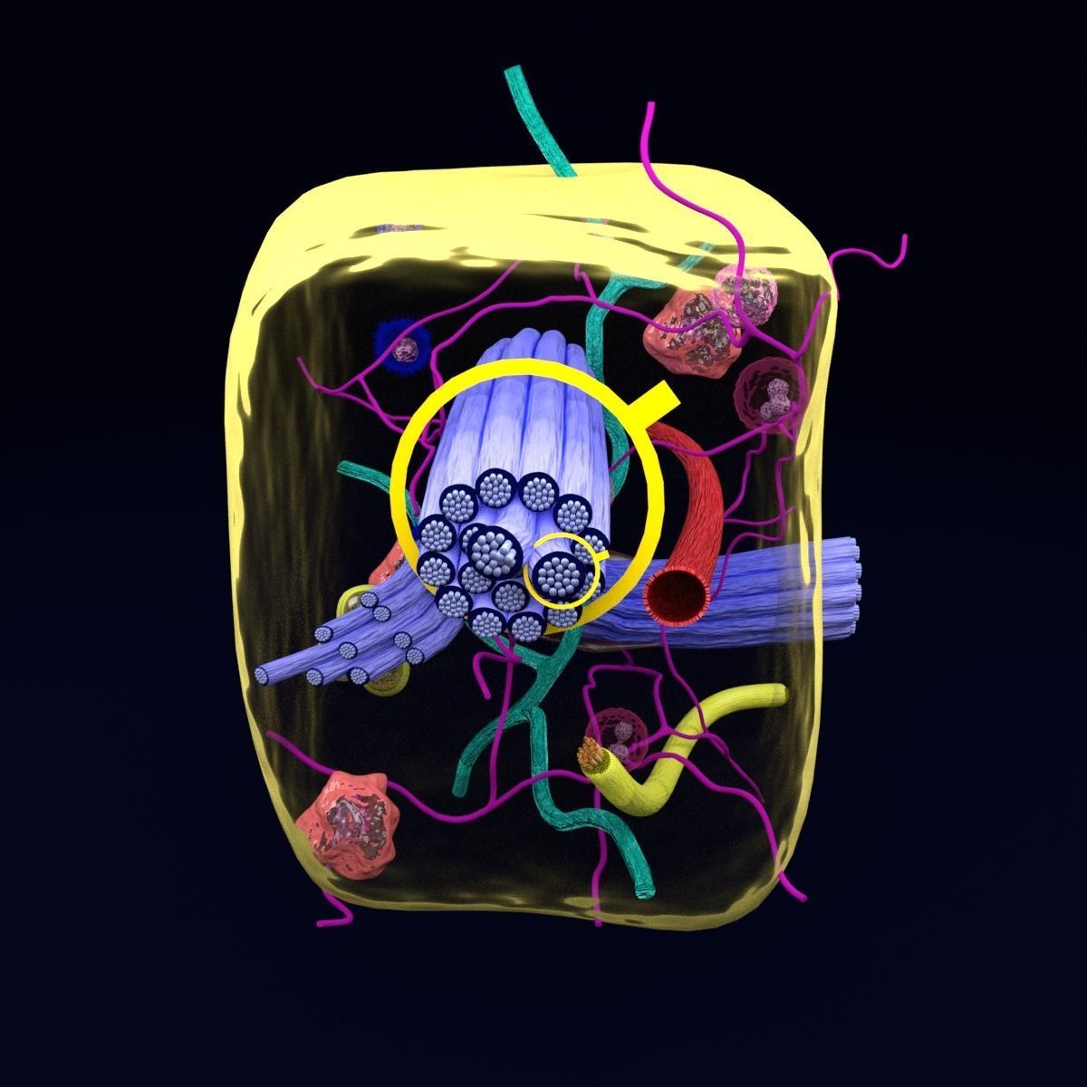 connective tissue elements labelled 3D model_60