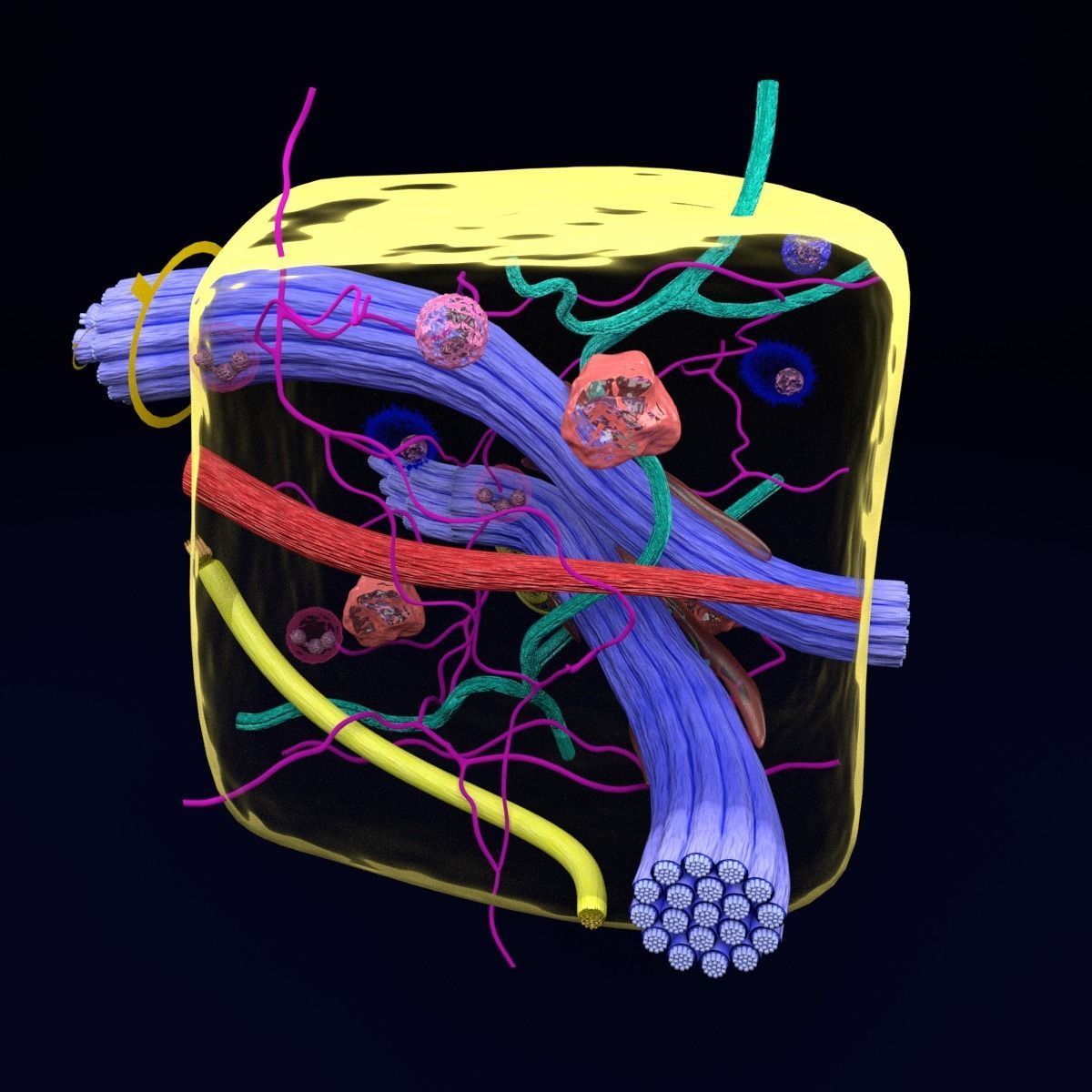 connective tissue elements labelled 3D model_41