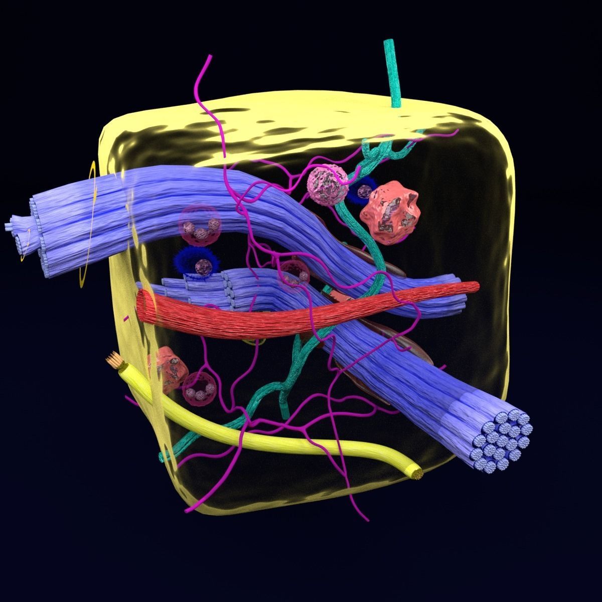 connective tissue elements labelled 3D model_48