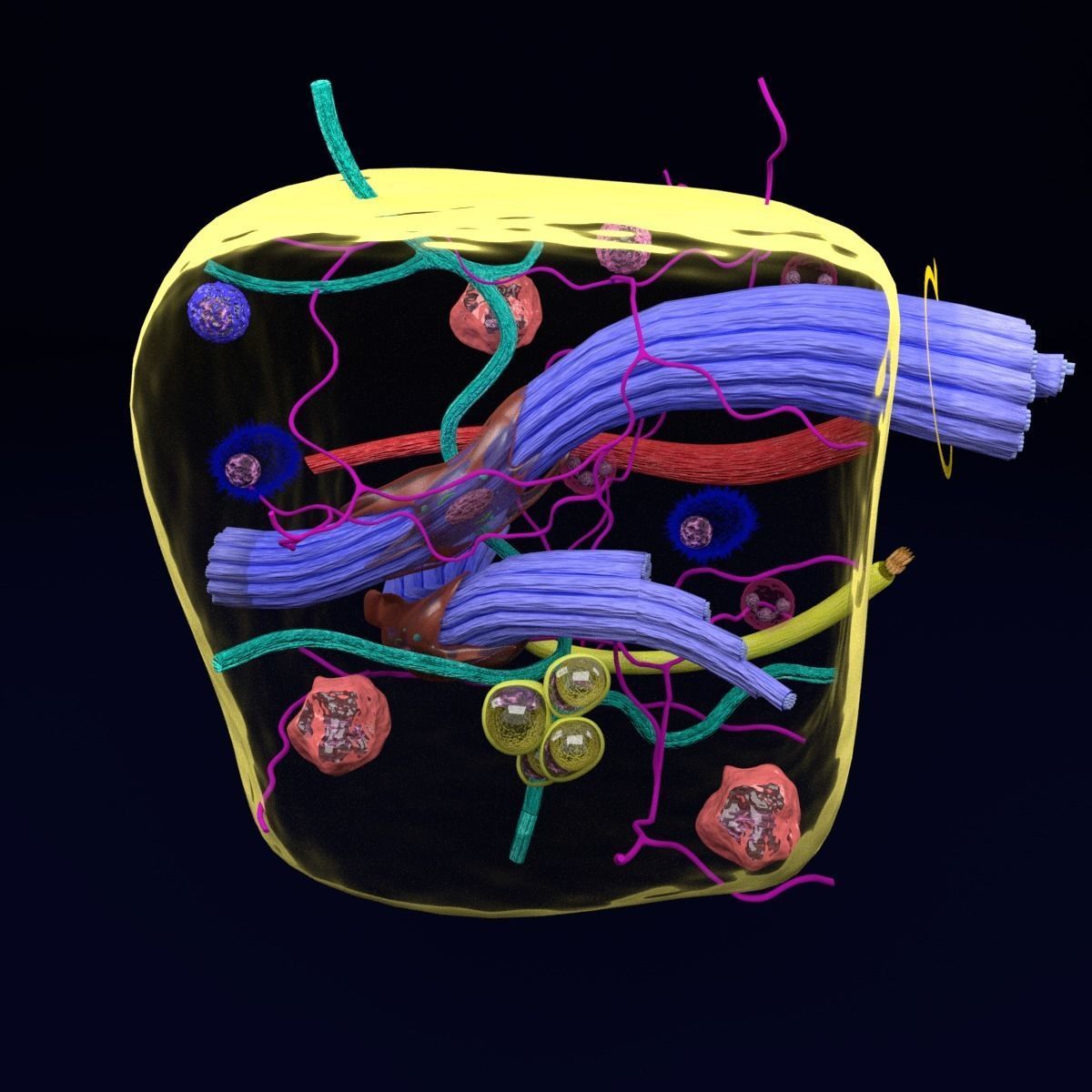 connective tissue elements labelled 3D model_76