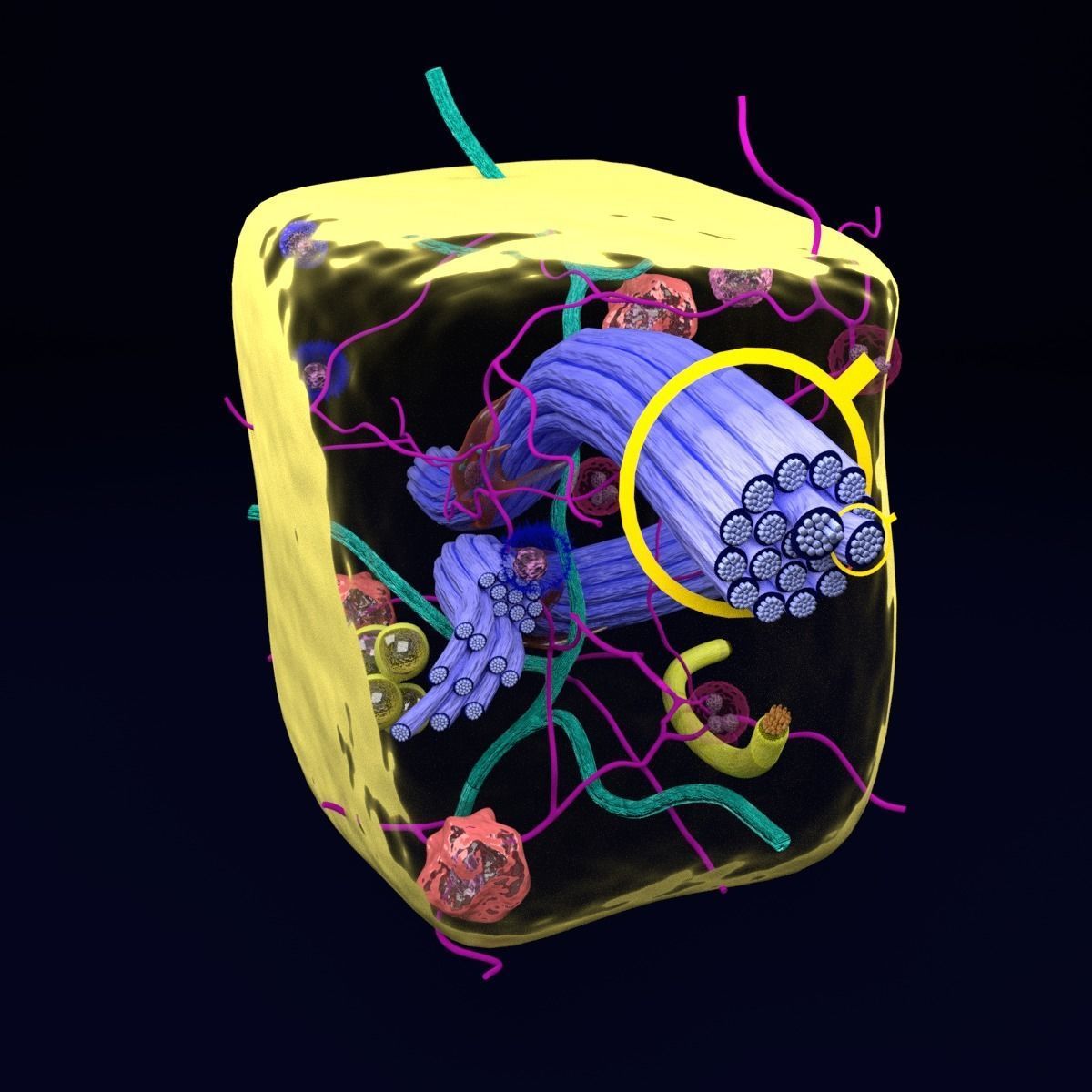 connective tissue elements labelled 3D model_65