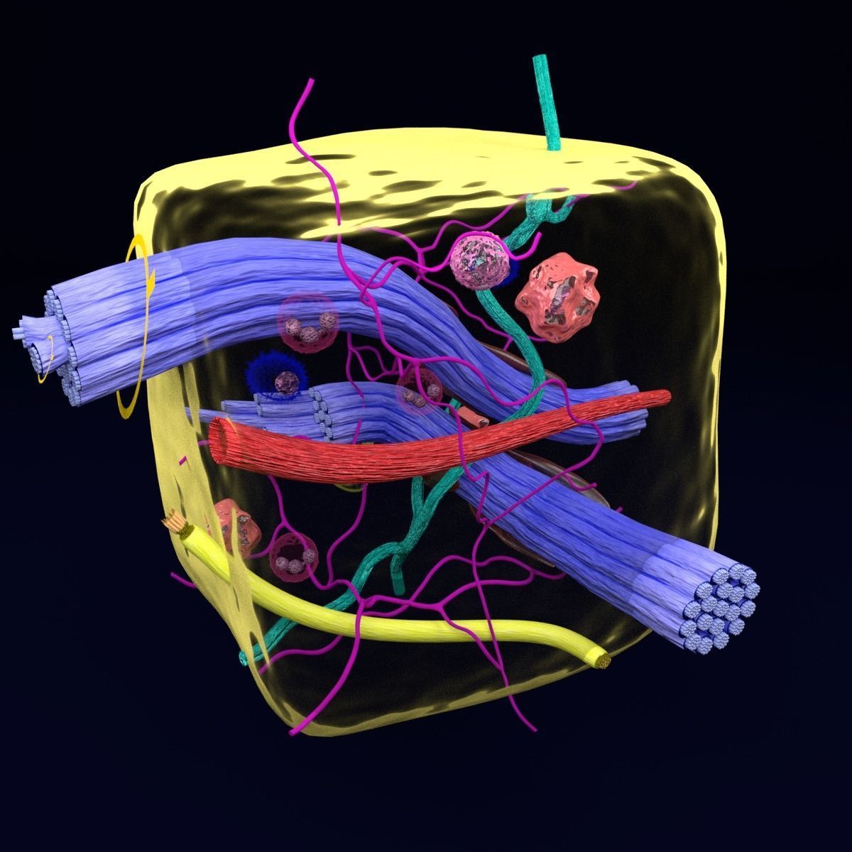 connective tissue elements labelled 3D model_49