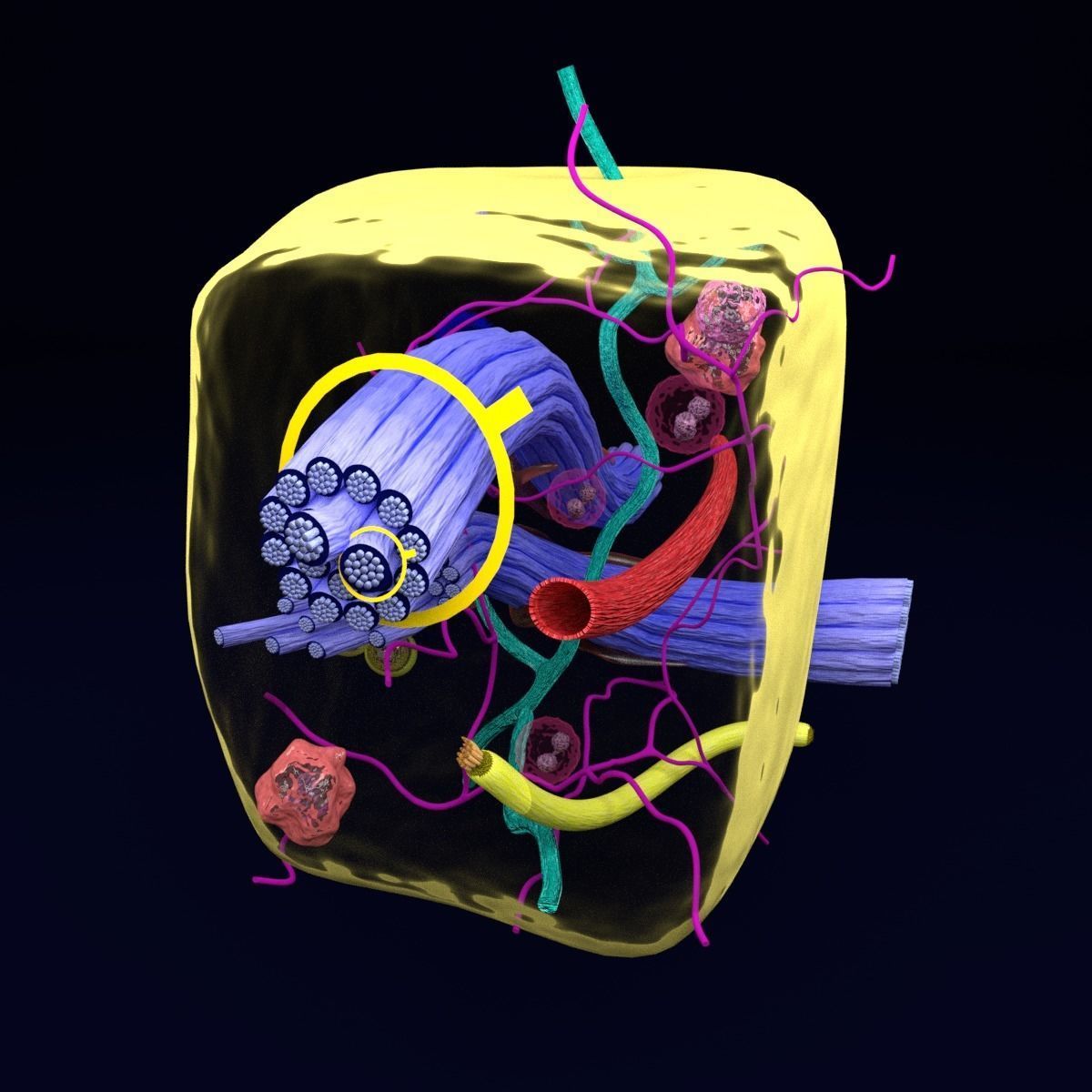 connective tissue elements labelled 3D model_57