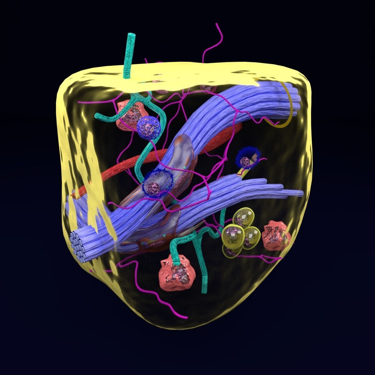 connective tissue elements labelled 3D model_15