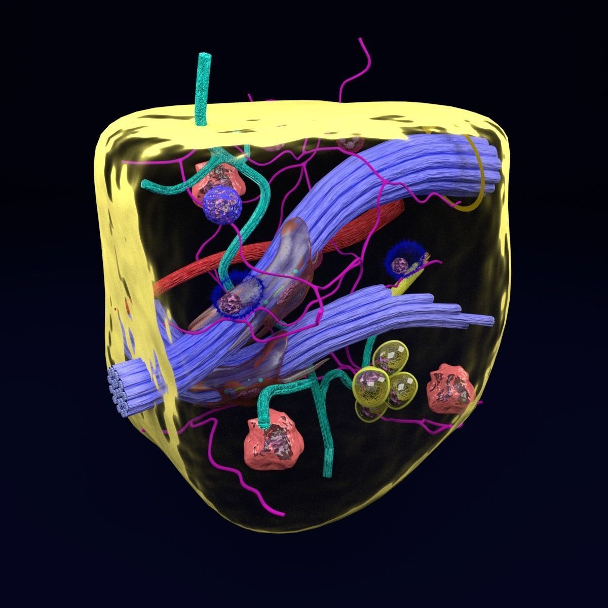 connective tissue elements labelled 3D model_14