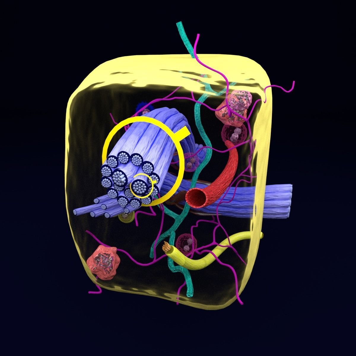 connective tissue elements labelled 3D model_58