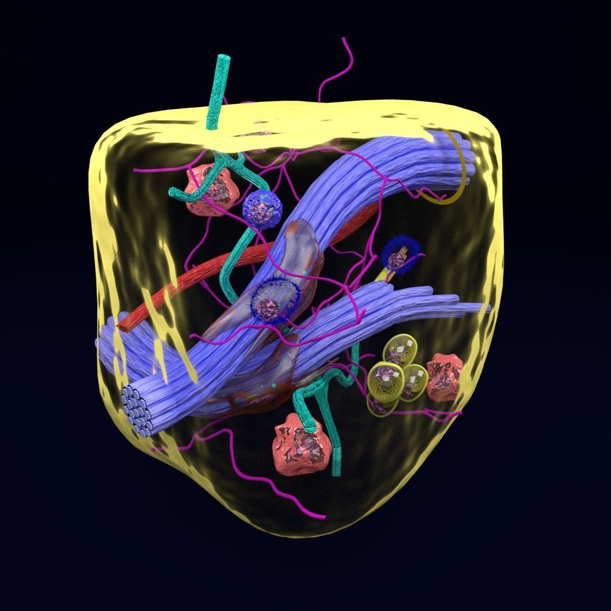 connective tissue elements labelled 3D model_16