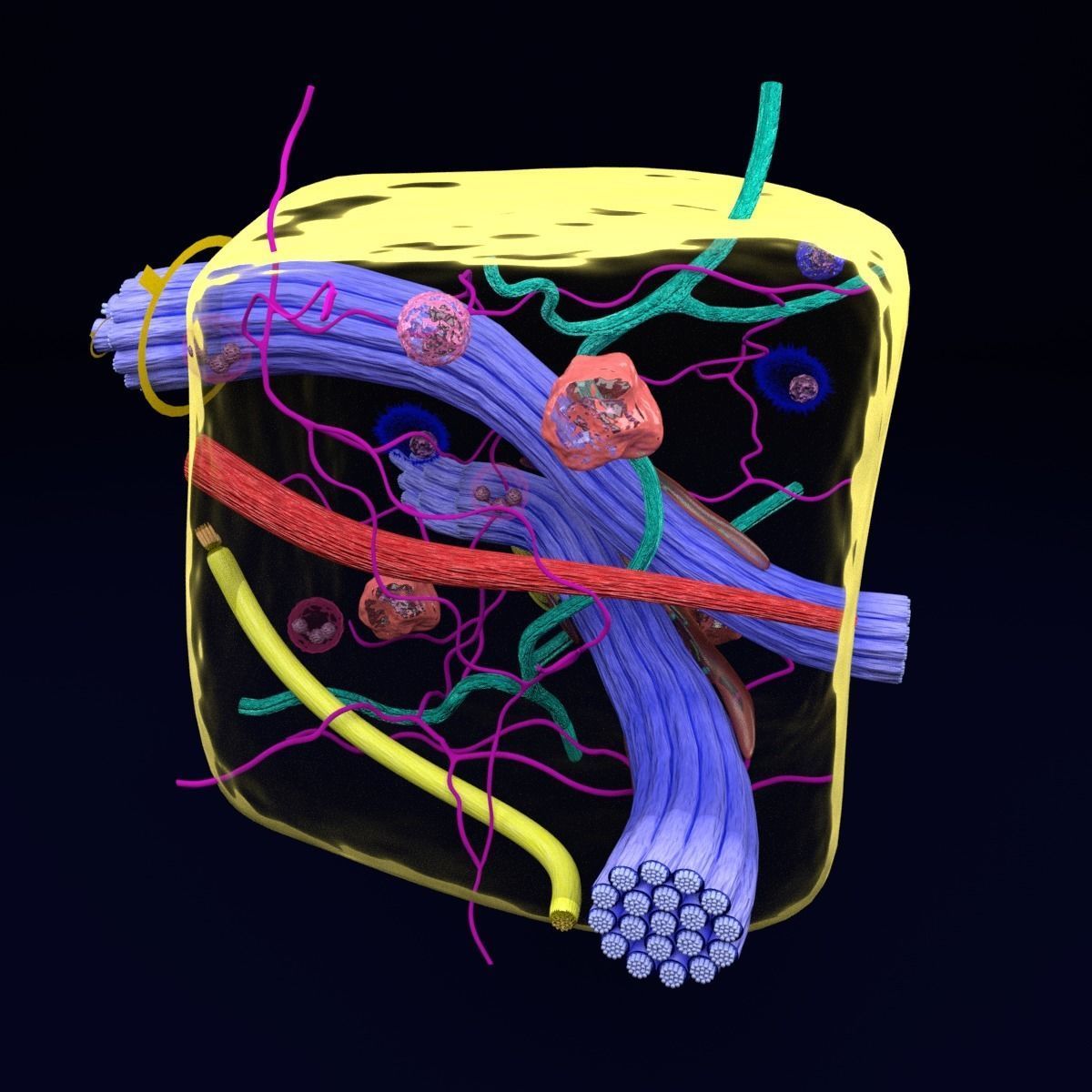 connective tissue elements labelled 3D model_40