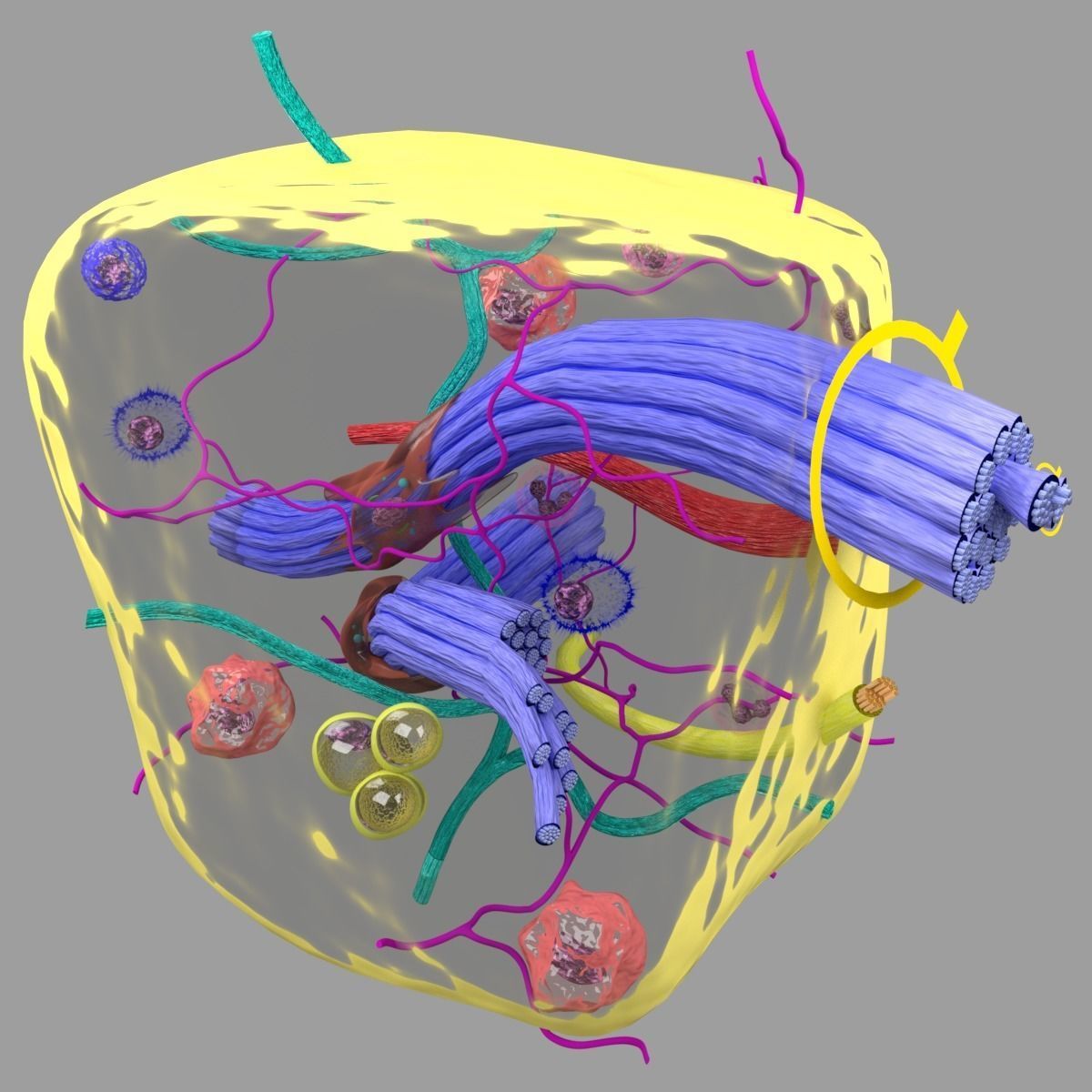 connective tissue elements labelled 3D model_88