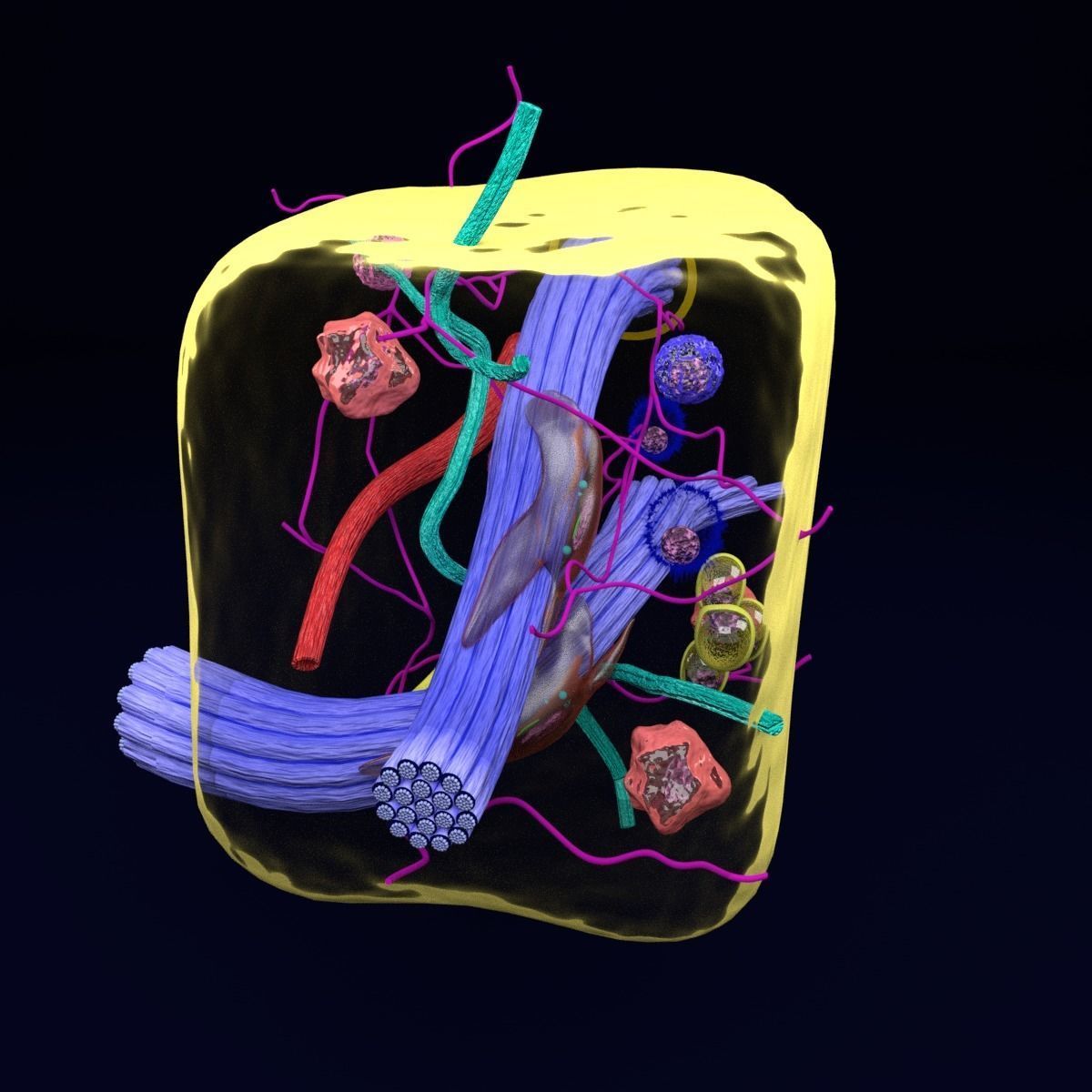 connective tissue elements labelled 3D model_22
