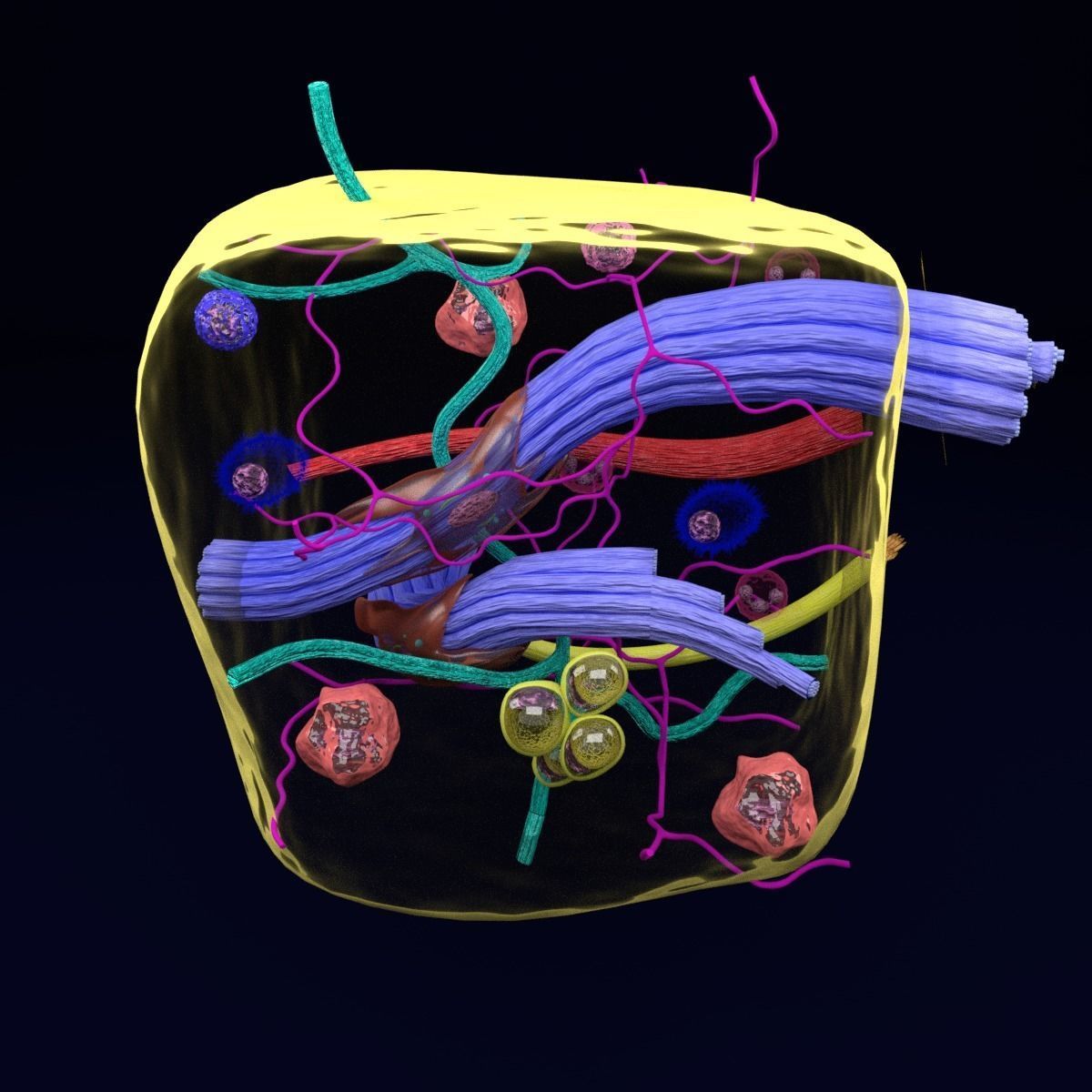 connective tissue elements labelled 3D model_77