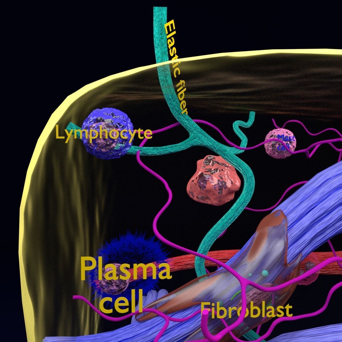 connective tissue elements labelled 3D model_5