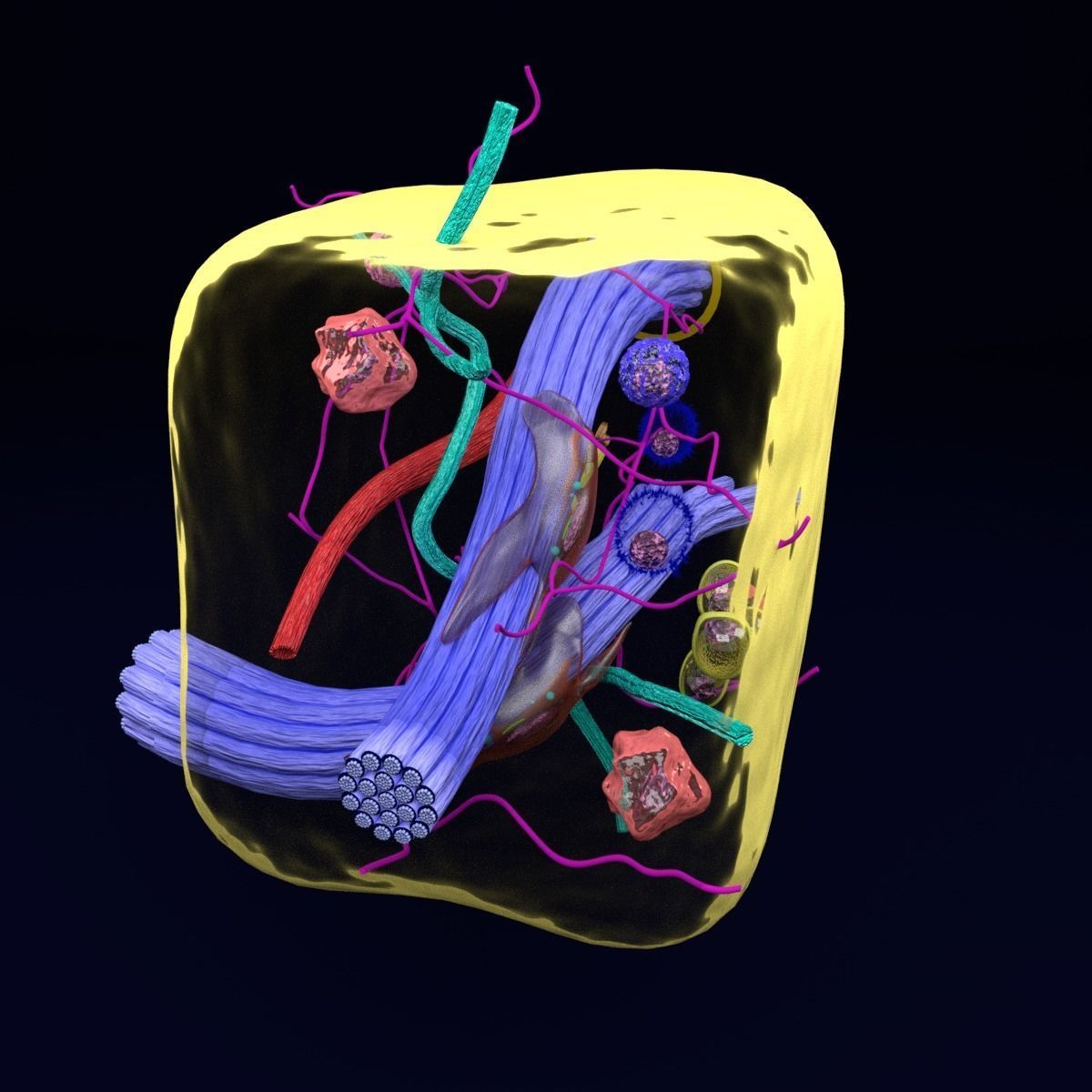 connective tissue elements labelled 3D model_21