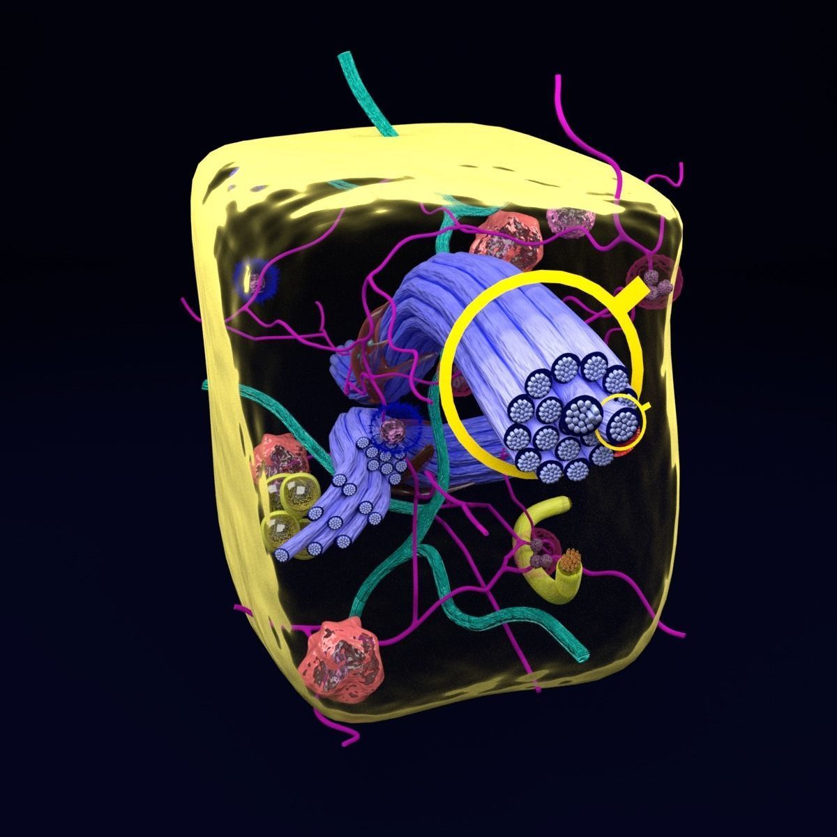 connective tissue elements labelled 3D model_64