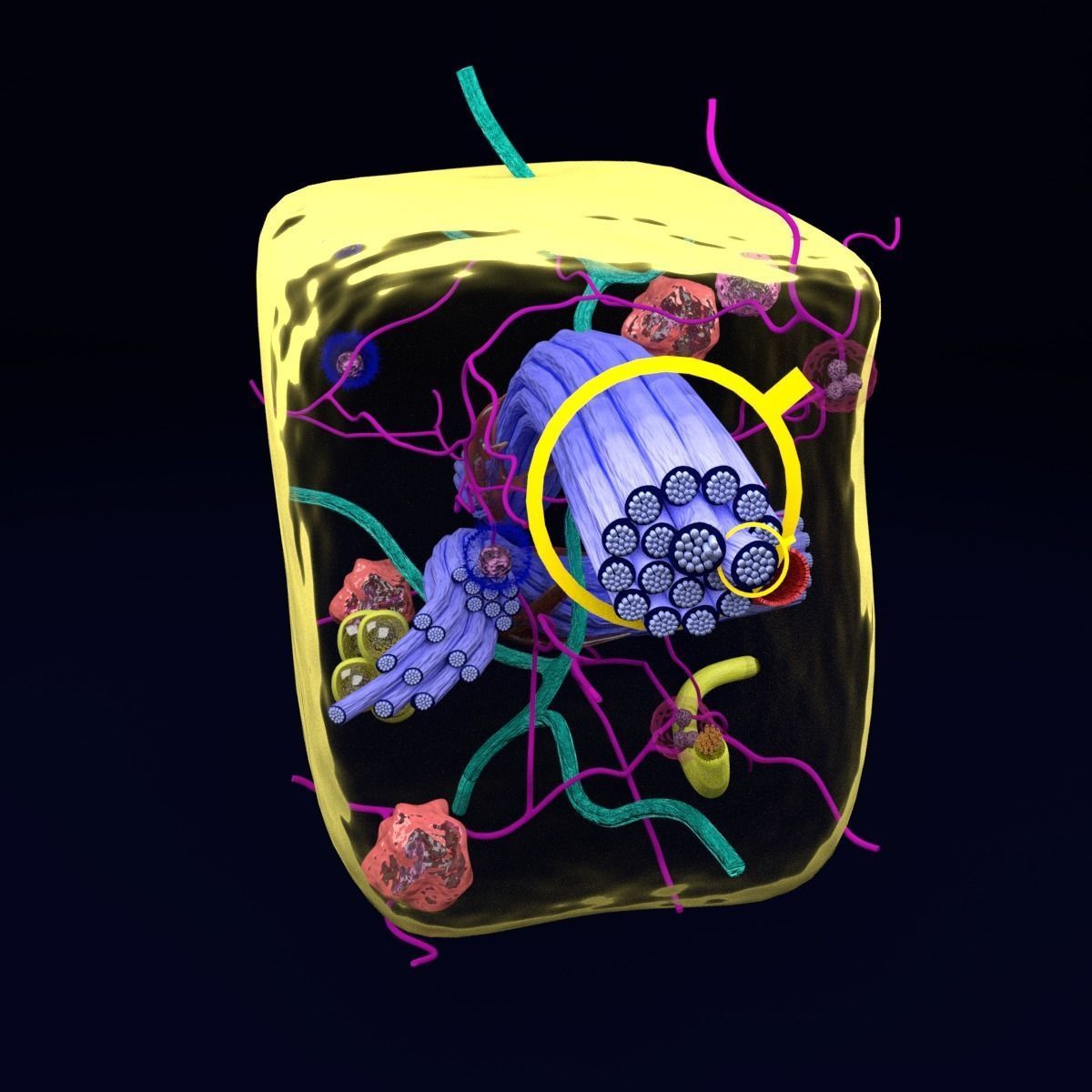 connective tissue elements labelled 3D model_63