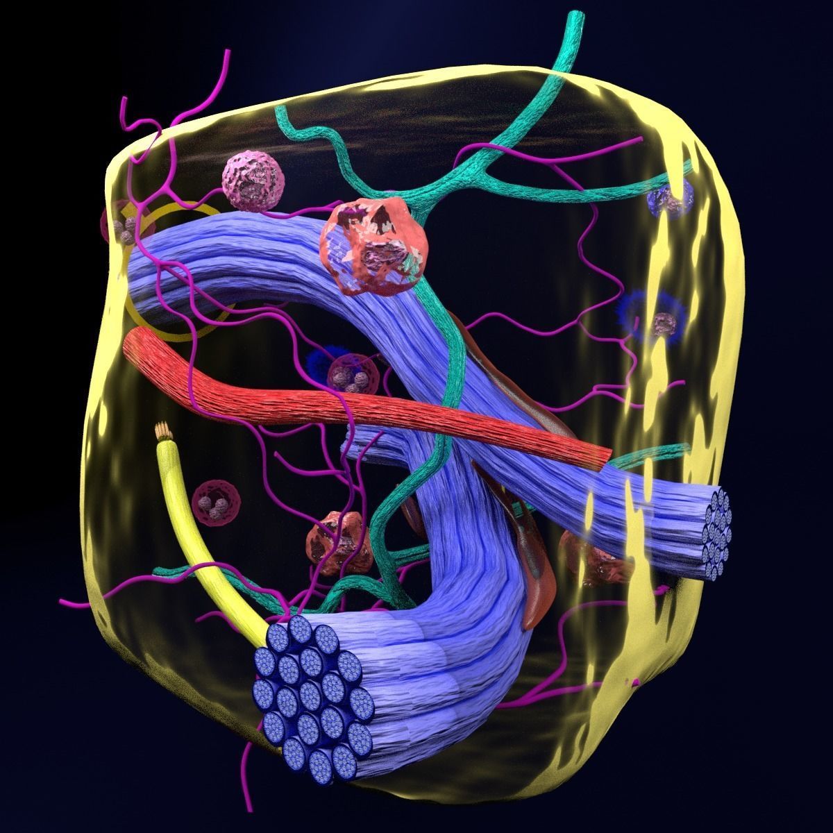 connective tissue elements labelled 3D model_84