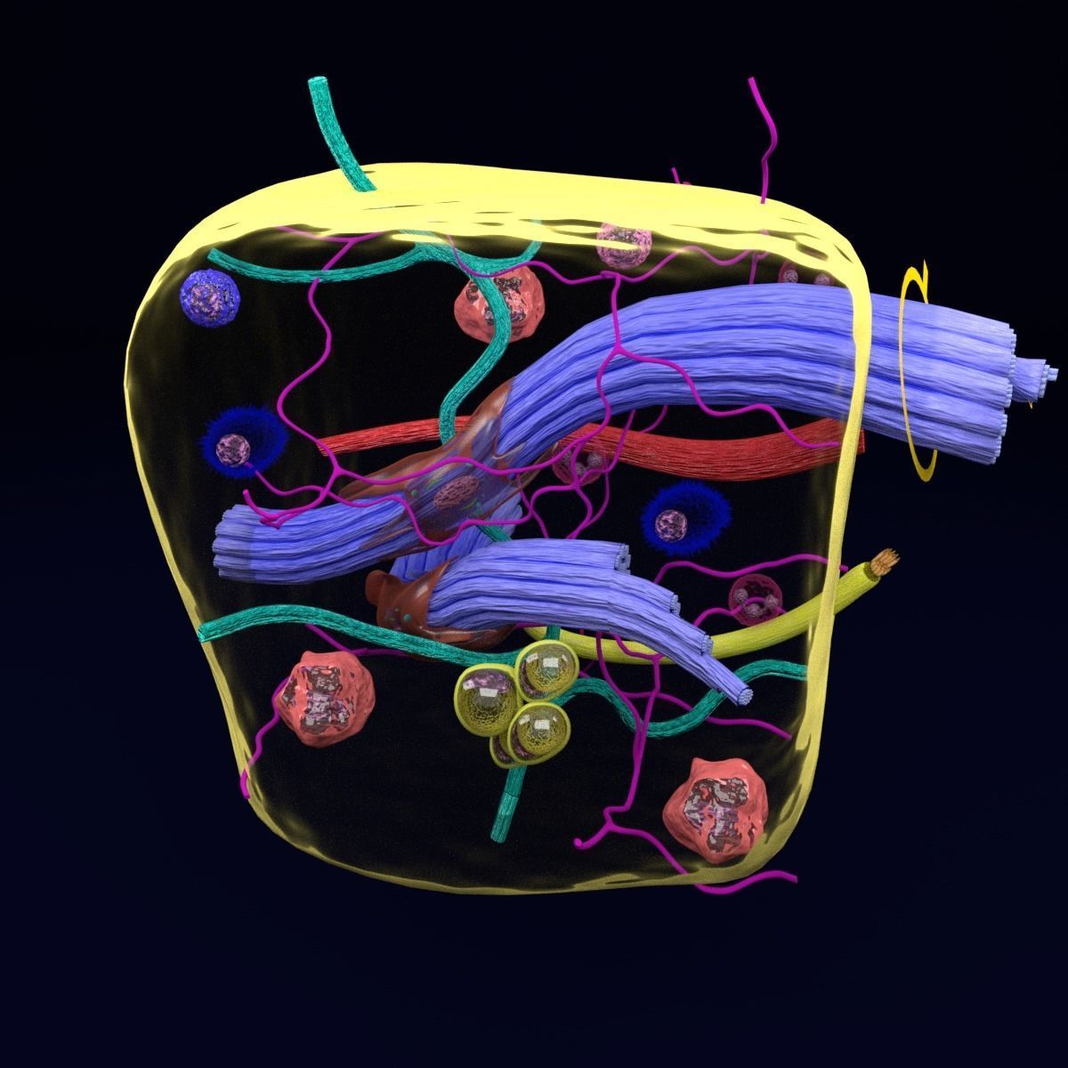 connective tissue elements labelled 3D model_75
