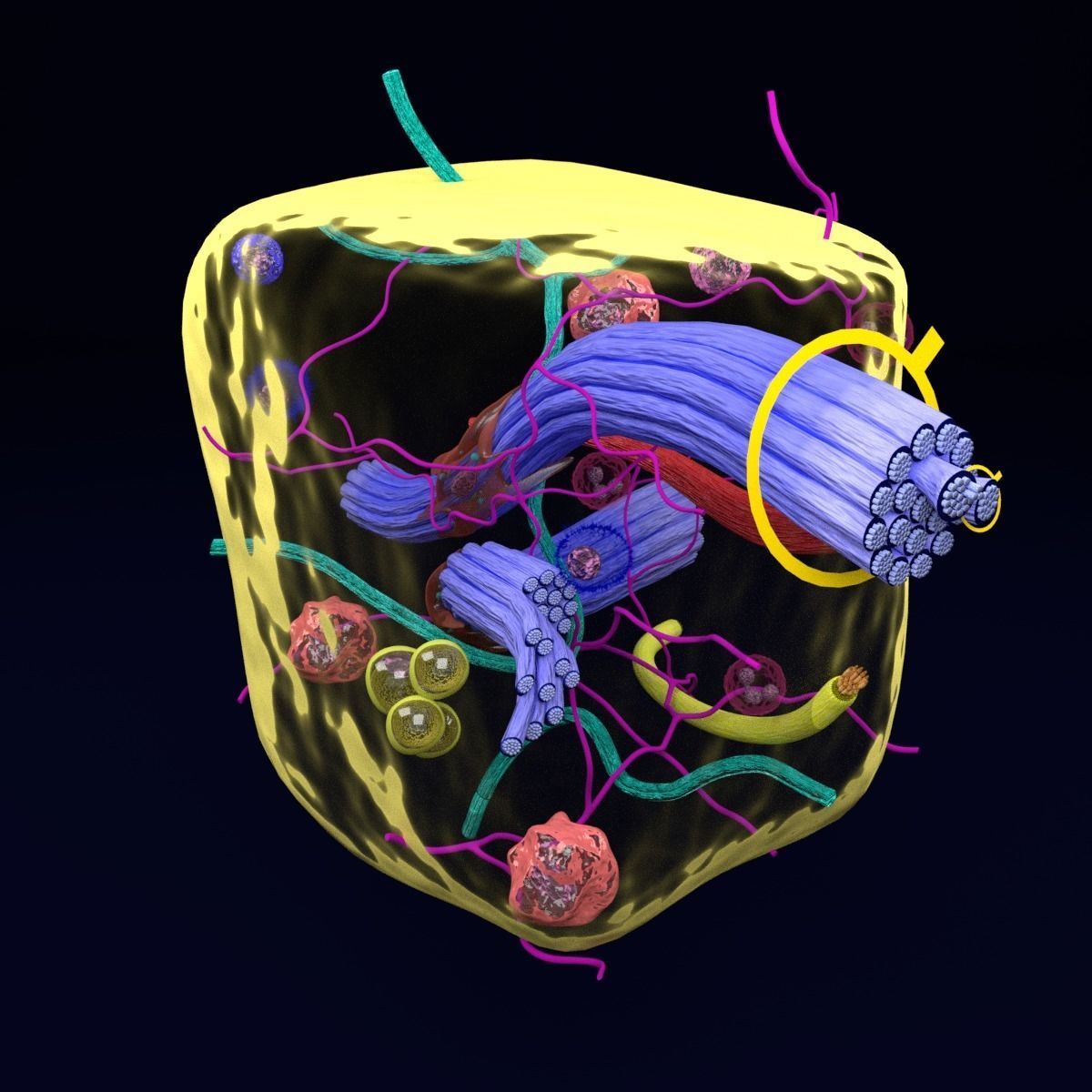 connective tissue elements labelled 3D model_68