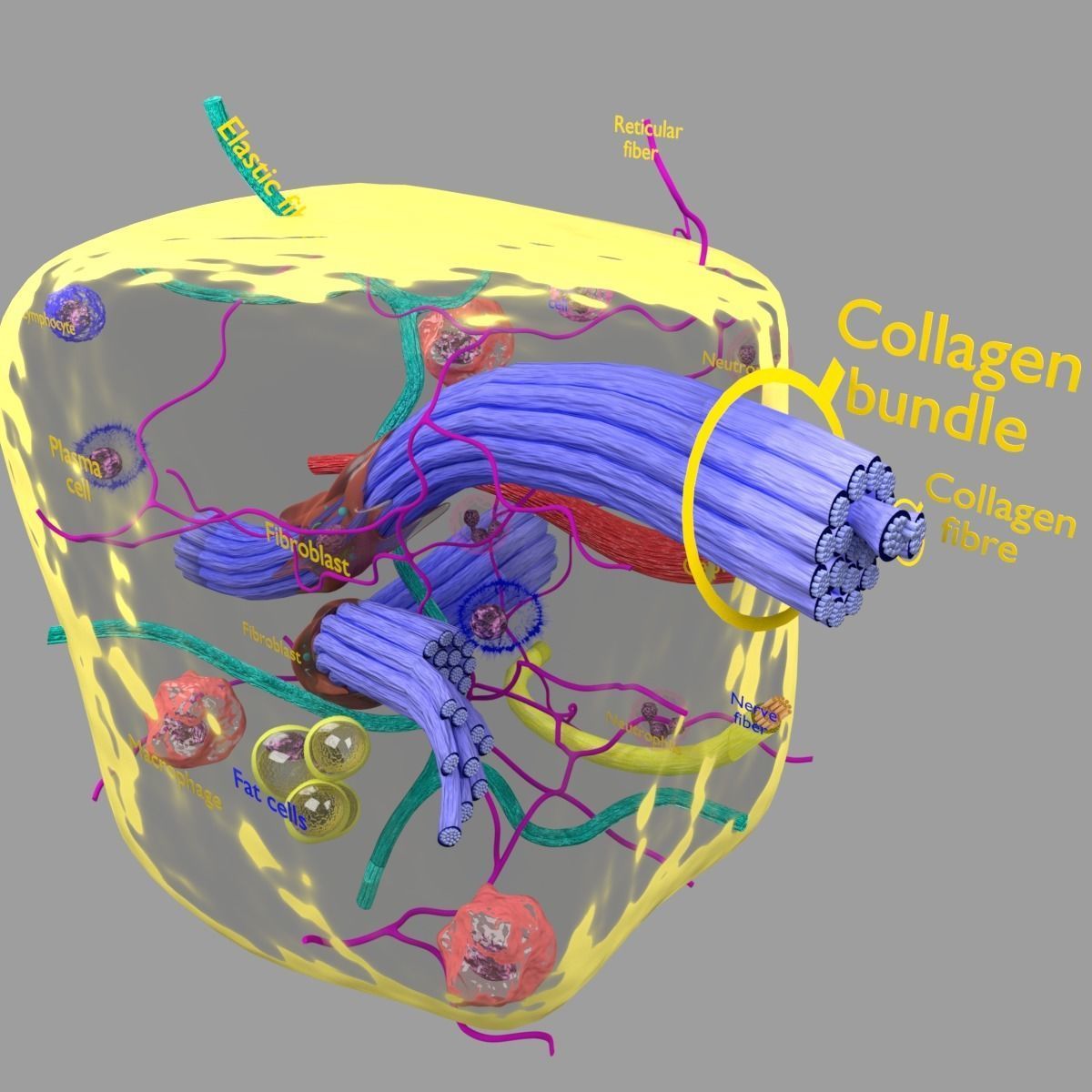 connective tissue elements labelled 3D model_90