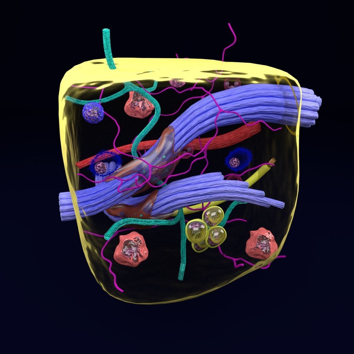 connective tissue elements labelled 3D model_10