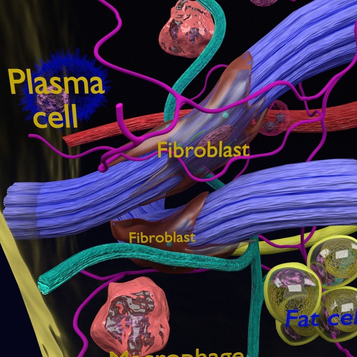 connective tissue elements labelled 3D model_4