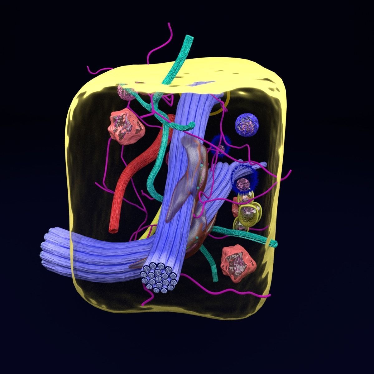 connective tissue elements labelled 3D model_23