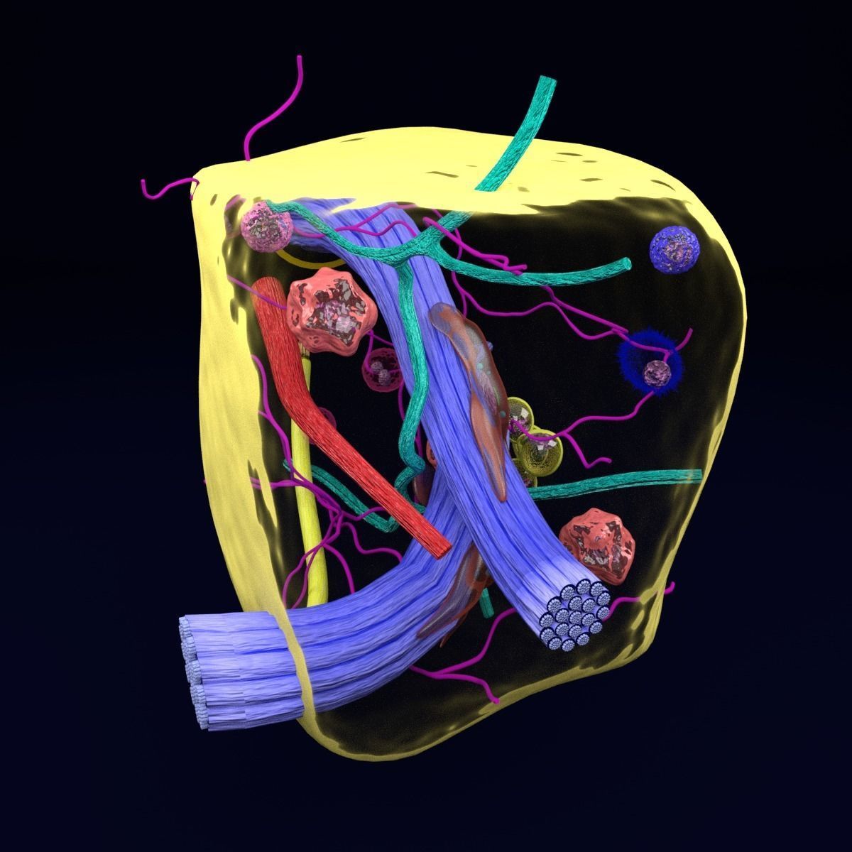 connective tissue elements labelled 3D model_30