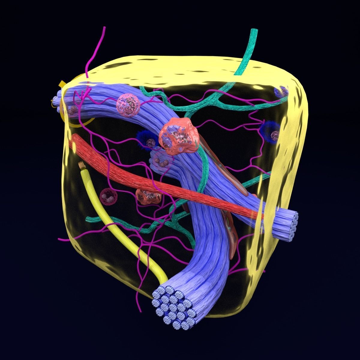 connective tissue elements labelled 3D model_37