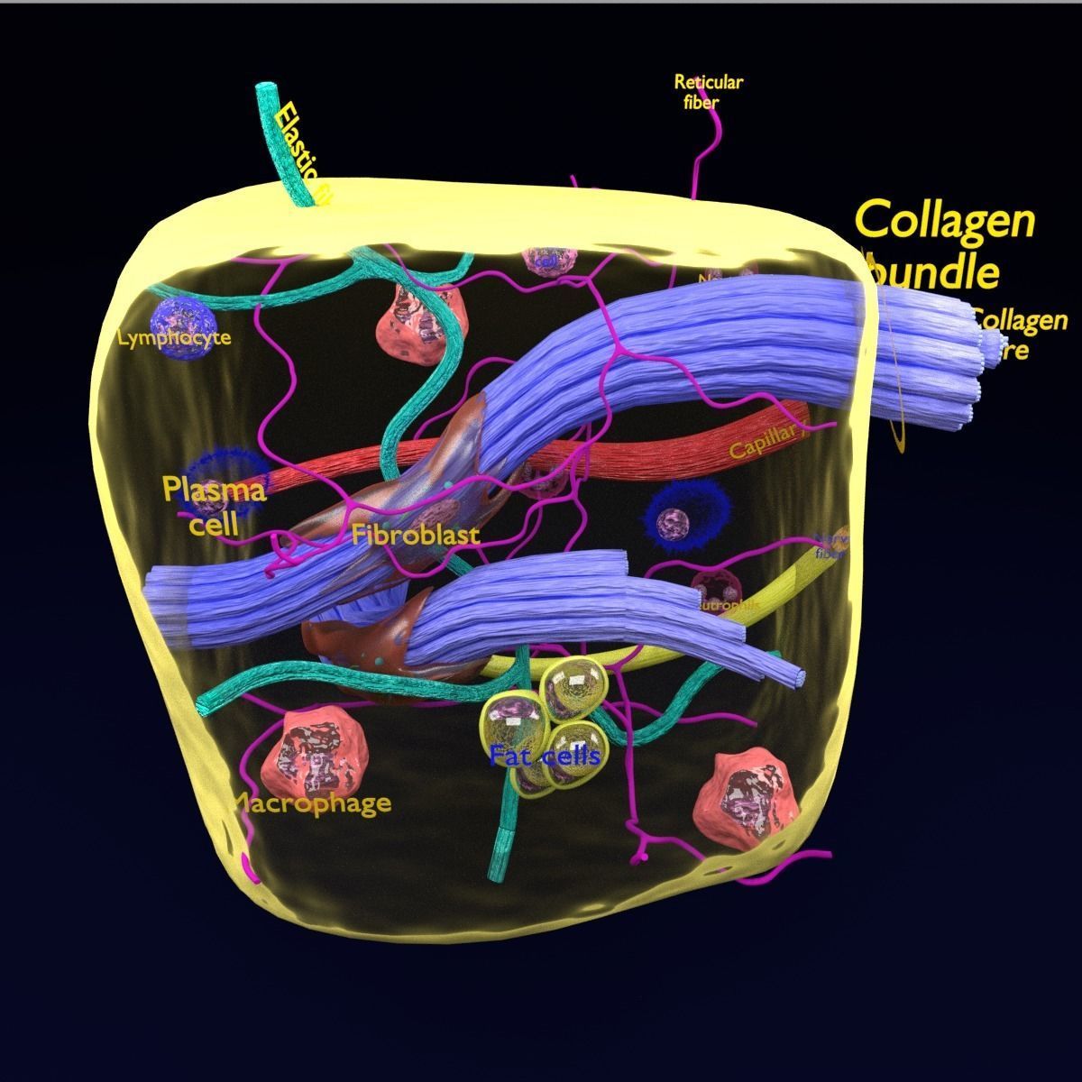 connective tissue elements labelled 3D model_79