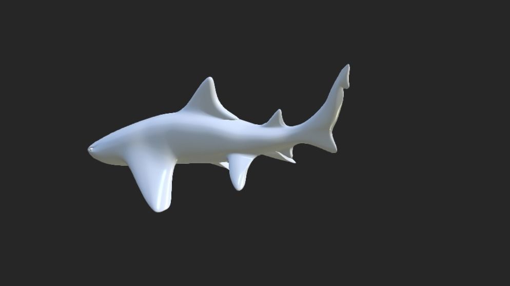 Smooth Leopard Shark model 3D model_8