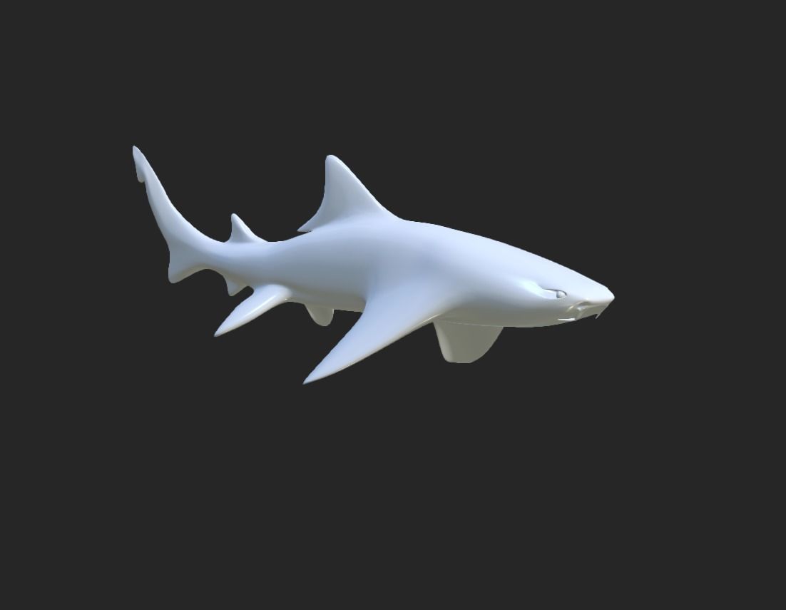 Smooth Leopard Shark model 3D model_6