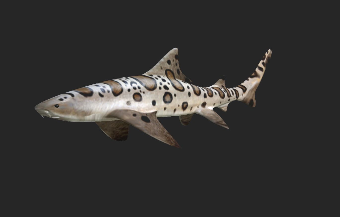 Smooth Leopard Shark model 3D model_3