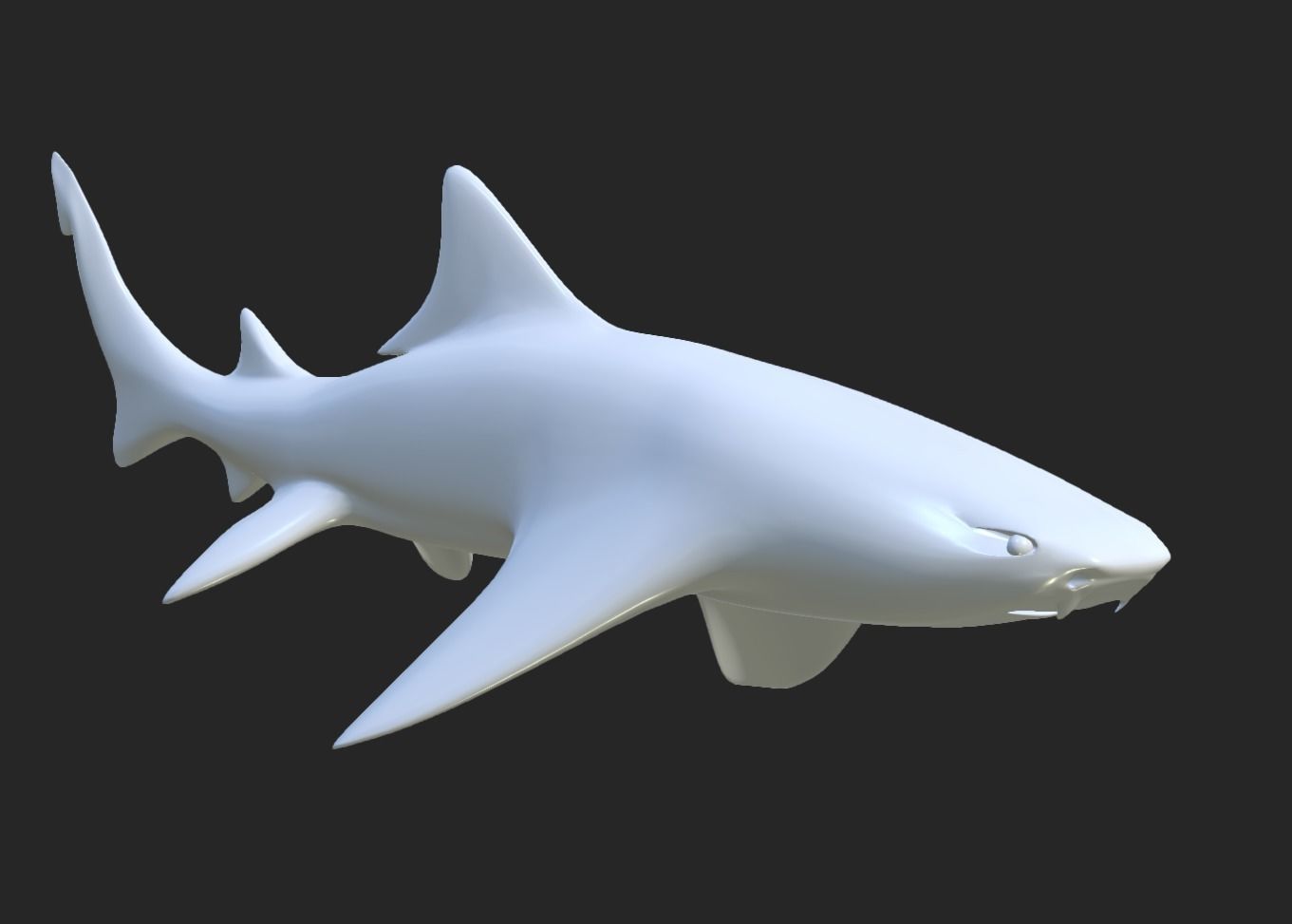 Smooth Leopard Shark model 3D model_5