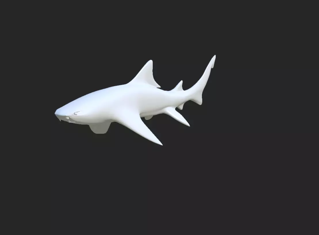Smooth Leopard Shark model 3D model_0