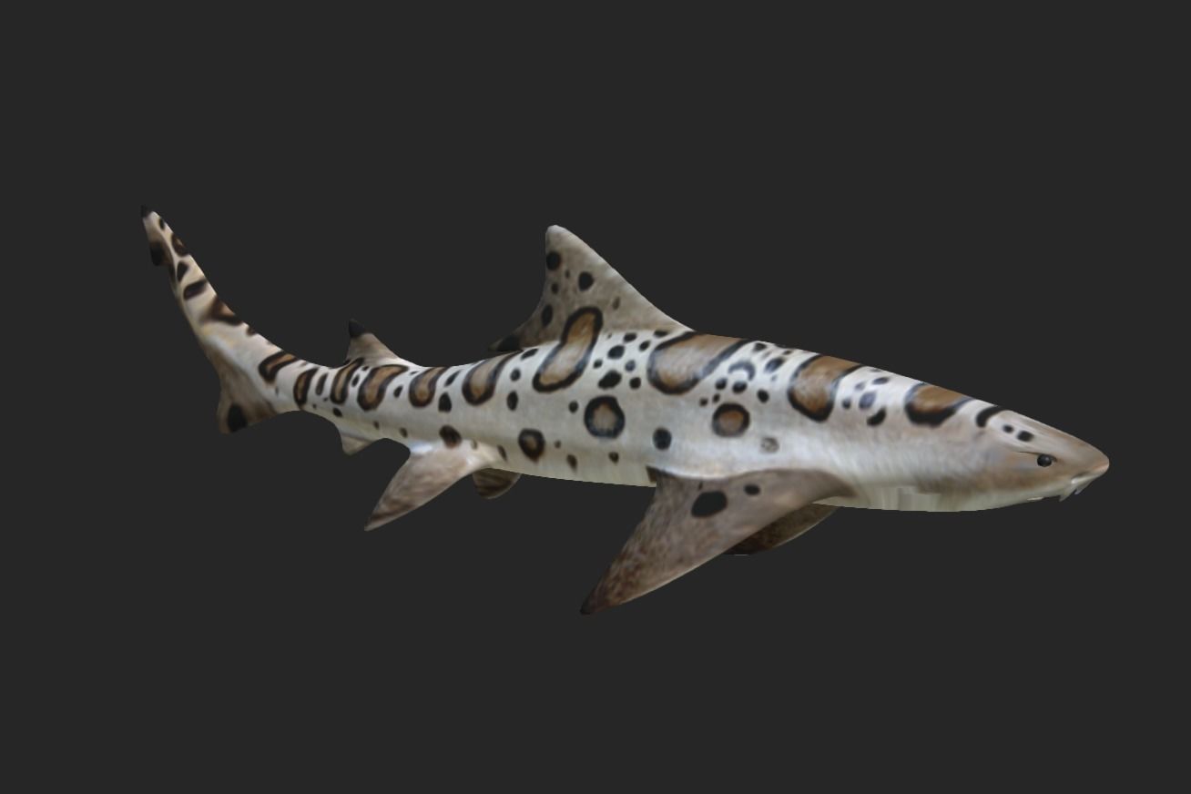 Smooth Leopard Shark model 3D model_4