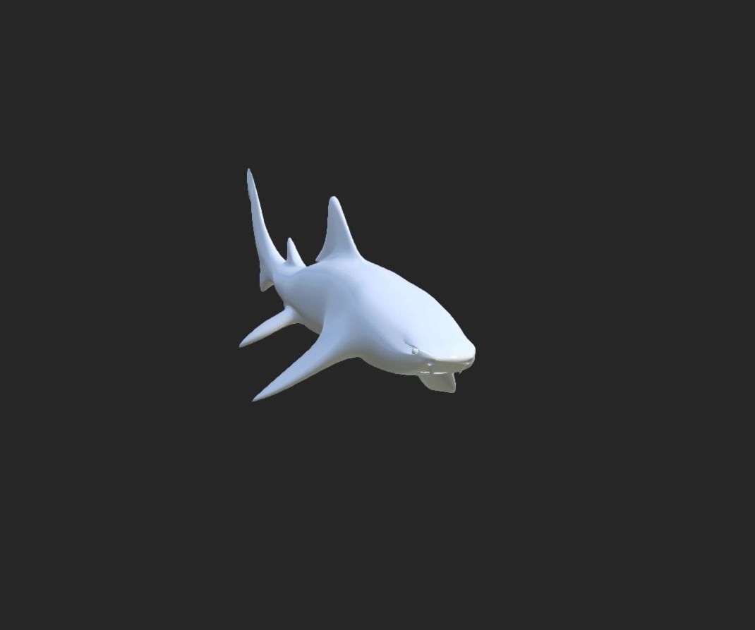 Smooth Leopard Shark model 3D model_2