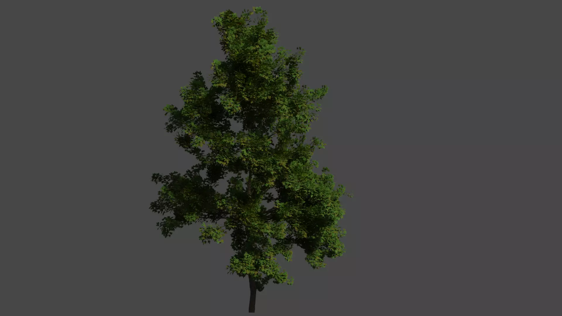Another tree 3D model_0