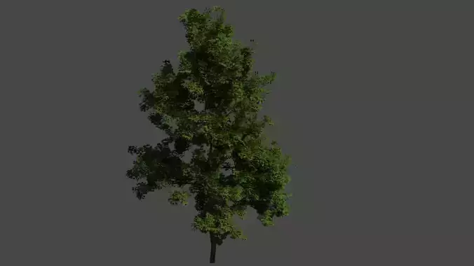 Another tree 3D model