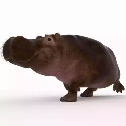 Hippopotamus - 3D model