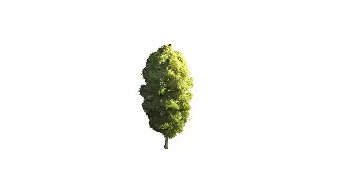 Low Poly Tree Stylish
