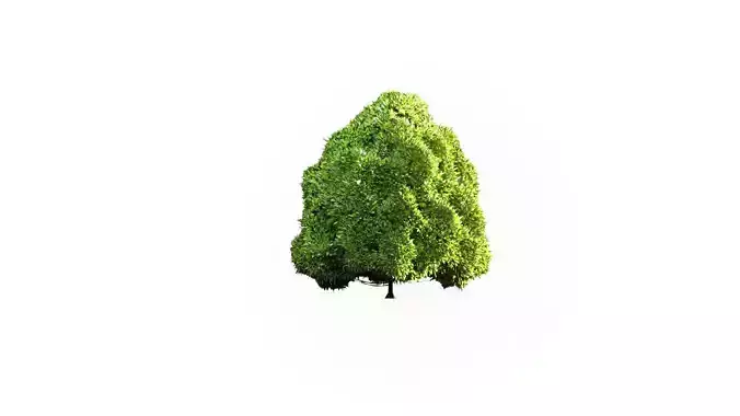 Low Poly Tree Stylish