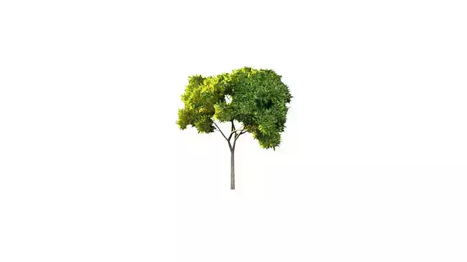 Low Poly Tree Stylish