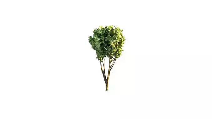 Low Poly Tree Stylish