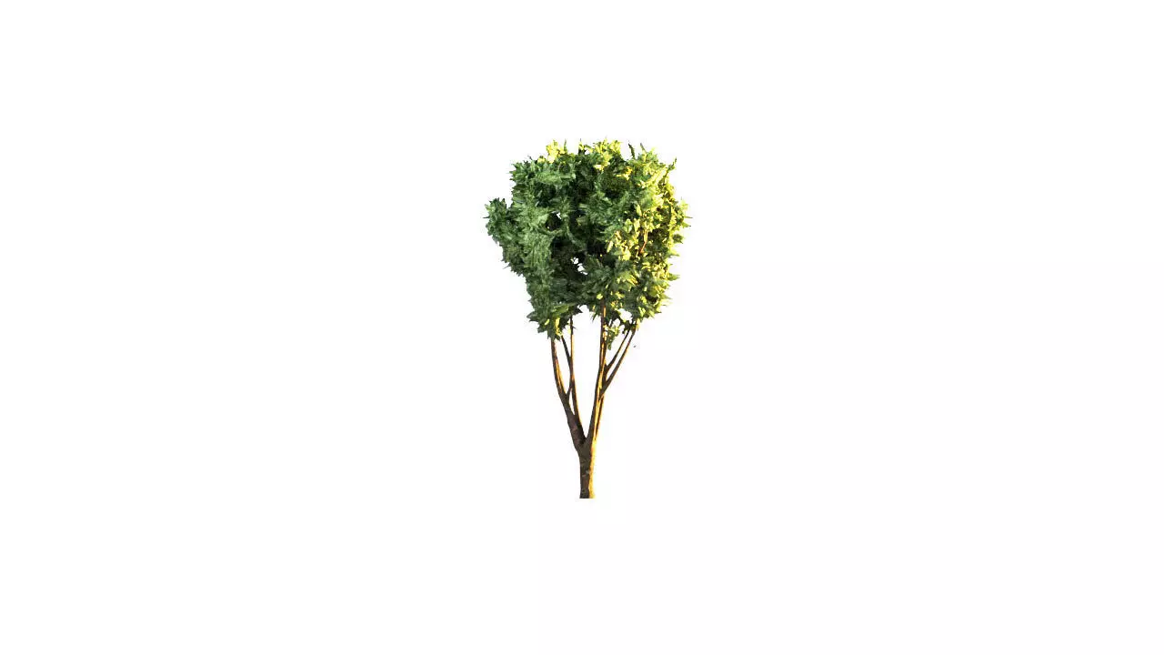Low Poly Tree Stylish Low-poly 3D model_0