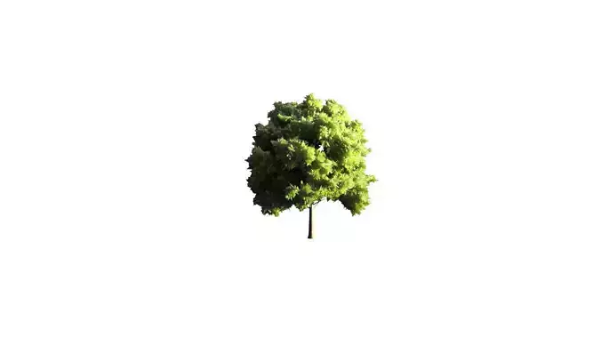 Low Poly Tree Stylish