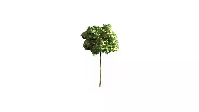 Low Poly Tree Stylish