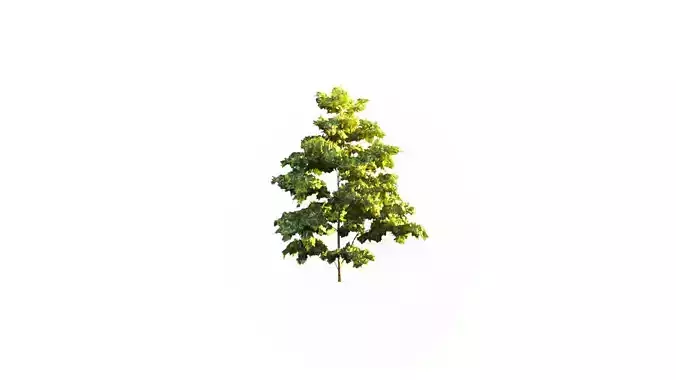 Low Poly Tree Stylish