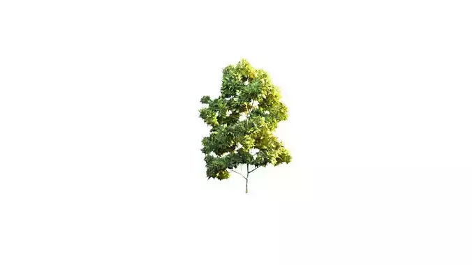Low Poly Tree Stylish