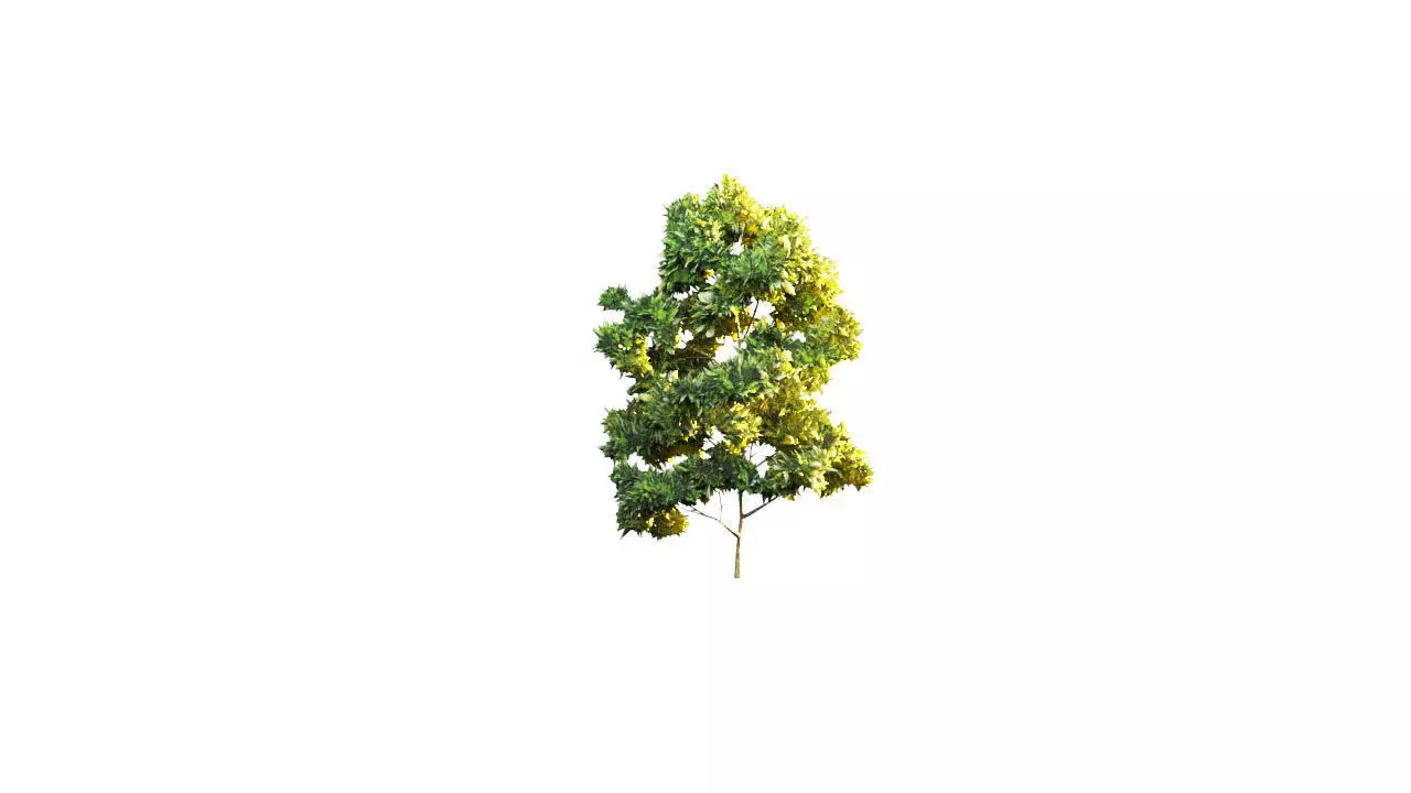 Low Poly Tree Stylish Low-poly 3D model_0